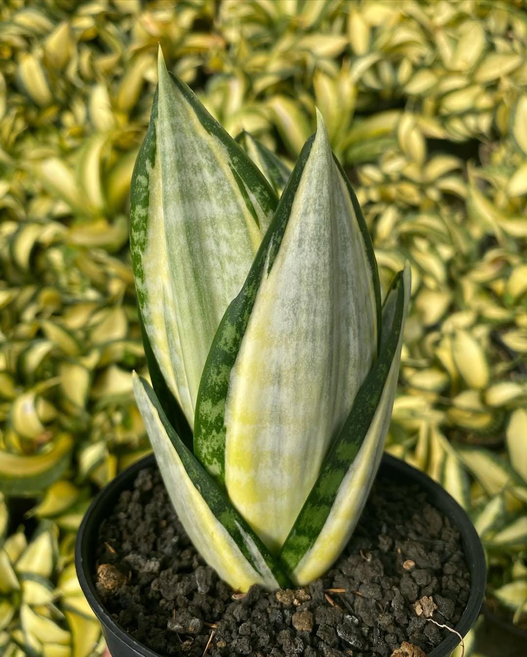 Sansevieria Trifasciata Silver Zebra Has Unique and