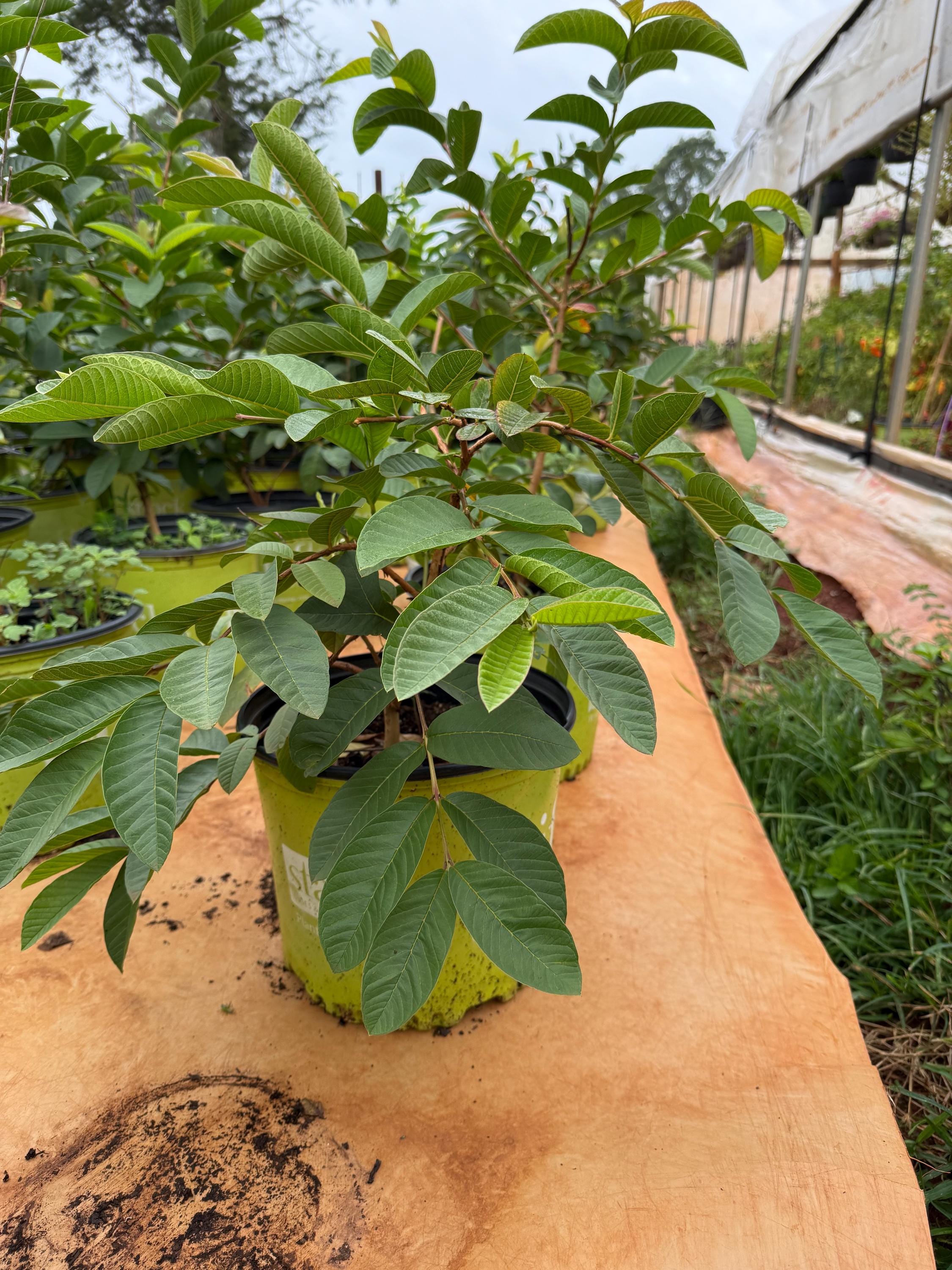 Mini Guva Miniature Fruit Tree Live Miniature Pink Guava Tree - Well-Rooted ...