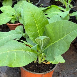 tobacco delivered to me Grabba Smoking Tobacco Leaf (25 pk x 2 ct) | Delivery Near Me