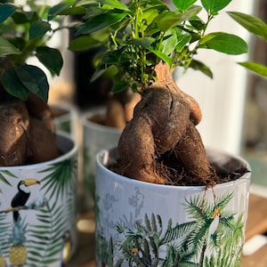 money plant, potted plants, green living,