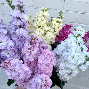Puede incluir: Un vibrante ramo de flores de alhelí en varios colores, incluyendo lavanda, amarillo pálido, fucsia y blanco. Las flores tienen una textura rizada y están dispuestas contra una pared de ladrillos blancos. La imagen muestra la belleza natural de las flores.
