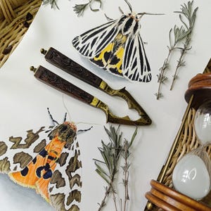 Handgemalte Motte Illustration - Botanische Aquarell Illustration - Insekt Druck - Geschenk für Insekten Liebhaber - Realistisch