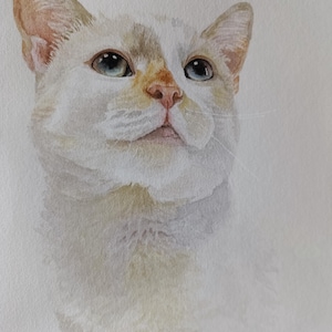 May include: Watercolor painting of a white cat with blue eyes, looking up. The cat has a light brown patch on its forehead. The painting is signed "Julia Nowicka 05.2022".