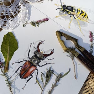 Falena dipinta a mano - Illustrazione botanica ad acquerello - Stampa di insetti ispirata alla natura - Regalo per gli amanti delle falene - Decorazione murale di insetti - Realistica