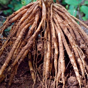 Puede incluir: Primer plano de un grupo de ra&iacute;ces marrones, probablemente de una planta, emergiendo de tierra oscura. Las ra&iacute;ces son largas, delgadas y tienen una textura &aacute;spera, con ra&iacute;ces m&aacute;s peque&ntilde;as.