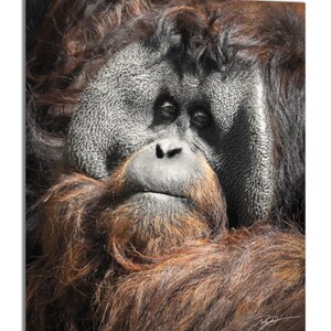 Afbeelding orang-oetang / Clyde linksaf / Wildlife Art / Borneo en Sumatra Wildlife / Wildlife prints / Monkey Picture / Wildlife Wall Art