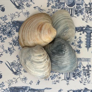 Clam Shells / Seashells for Crafts / Decoupage / Craft Shells