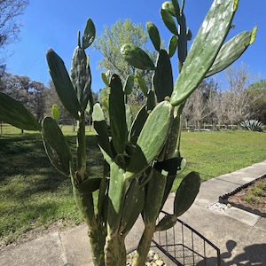 May include: A large green cactus plant with multiple stems and prickly pads growing in a garden setting. The cactus is surrounded by small rocks and a black metal fence.