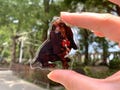 Personalized Pet Photo Acrylic Keychain, Custom Pet Memorial Gift, Dog Memorial Gift,Dog Keychain, Cat Keychain, Pet Photo Keyring product logo