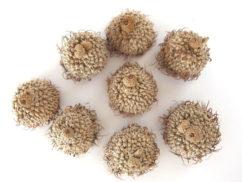 8 SMALL Unfinished Long Fringed FANCY Bur Oak Acorn Caps SBN 23A 8S XLgFr Bild 3