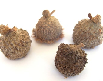 3 Unfinished EXTRA LARGE FANCY Fringed Bur Oak Acorn Caps RW22 3XLfan