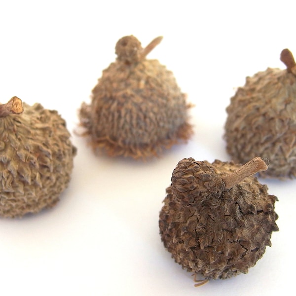 3 Unfinished EXTRA LARGE FANCY Fringed Bur Oak Acorn Caps RW22 3XLfan