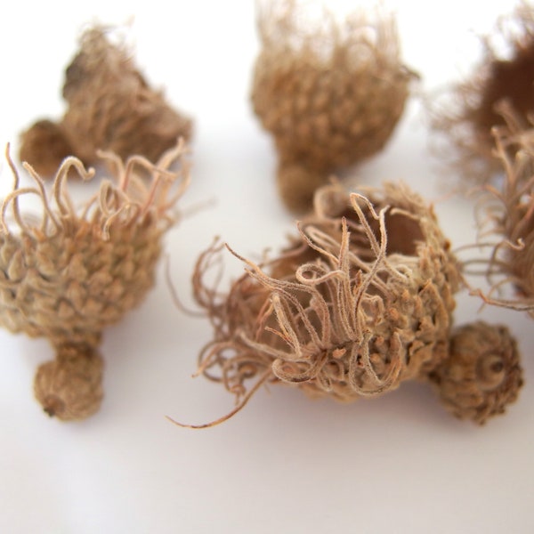 10 Unfinished Long Fringed FANCY Bur Oak Acorn Caps, SMALL, WR22 LgFr10SmFan