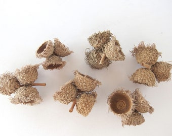 6 TRIPLE Bur Oak Acorn Caps, Eyelash Fringe Mossy Cup, SBN23 6S Triple