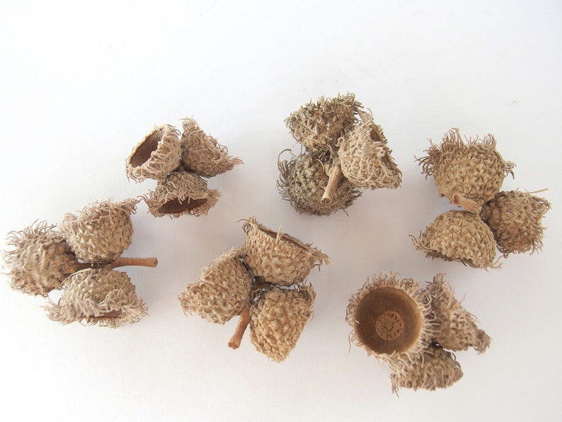 6 TRIPLE Bur Oak Acorn Caps, Eyelash Fringe Mossy Cup, SBN23 6S Triple image 1