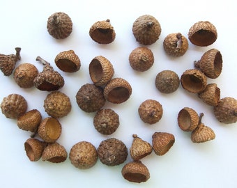 50 Acorn Caps - Natural MIXED SIZES Oak Nut Tops CR20