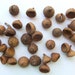 see more listings in the Acorn Caps Nature Cose section