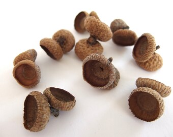 12 DOUBLE Unfinished LARGE DOUBLE Oak Acorn Caps CR20