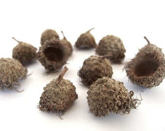 15 EXTRA SMALL, Very Long Fringed Bur Oak Acorn Caps, Eyelash Fringe Mossy Cup, SB22 15XS LgFr34