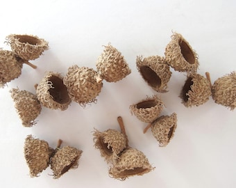 10 SMALL DOUBLE Bur Oak Acorn Caps, Mossy Cup, SBN23 10S Dbl