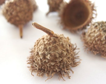 16 MEDIUM  Long Fringed Bur Oak Acorn Caps, Eyelash Fringe Mossy Cup, SBN23 16M(2)