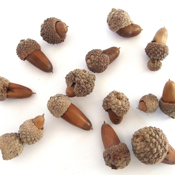 12 SMALL DOUBLE Oak Acorn Caps and Nuts, Valley Oak Tops from California, Quercus lobata CA22