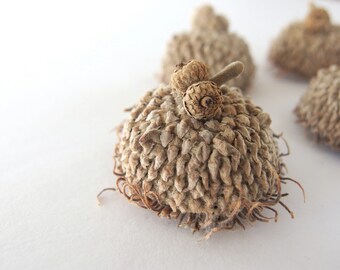 8 XS Long Fringed FANCY Bur Oak Acorn Caps, Eyelash Fringe Mossy Cup, SBN 23A XS8