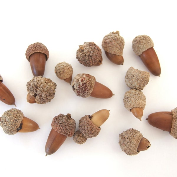 12 Small Oak Acorn Caps and Nuts, Valley Oak Tops from California, Quercus lobata