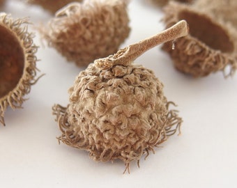 12 SMALL Unfinished Fringed FANCY Bur Oak Acorn Caps SBN23 12S