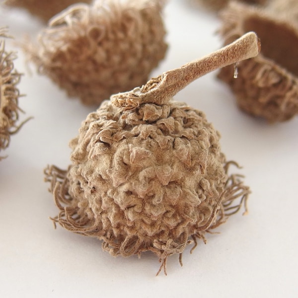 12 SMALL Unfinished Fringed FANCY Bur Oak Acorn Caps SBN23 12S