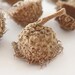 see more listings in the Acorn Caps Nature Things section