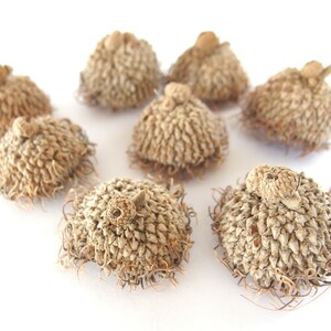 8 SMALL Unfinished Long Fringed FANCY Bur Oak Acorn Caps SBN 23A 8S XLgFr immagine 2