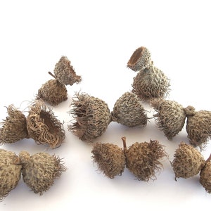 Puede incluir: Una colección de cúpulas de bellotas de roble secas de color marrón y beige. Las cúpulas están dispuestas sobre un fondo blanco.