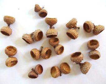 22 DOUBLE MEDIUM Unfinished Oak Acorn Caps CR20c