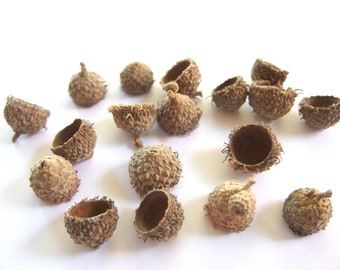 50 SMALL Fringed Bur Oak Acorn Caps, CR20BO