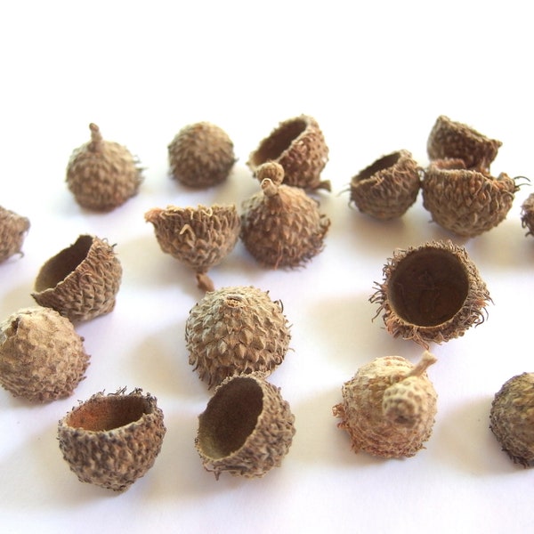 50 SMALL Fringed Bur Oak Acorn Caps, CR20BO