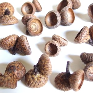 May include: A collection of brown acorn caps and acorns scattered on a white surface. The acorn caps have a textured, scaly appearance, and some still have their stems attached. The acorns are a natural, rustic element.