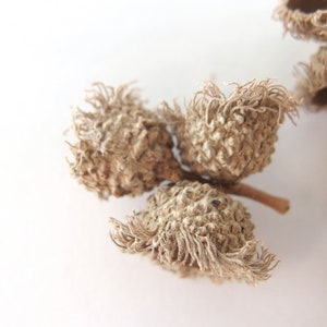 6 TRIPLE Bur Oak Acorn Caps, Eyelash Fringe Mossy Cup, SBN23 6S Triple image 3