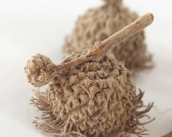 16 FANCY SMALL Fringed Bur Oak Acorn Caps, Eyelash Fringe Mossy Cup, SBN23 16S Fan