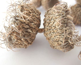 9 DOUBLE Very Long Fringed Bur Oak Acorn Caps, Eyelash Fringe Mossy Cup, SBN A23 9Db LgFr