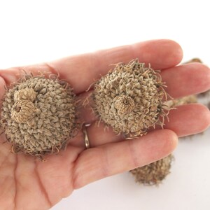 8 SMALL Unfinished Long Fringed FANCY Bur Oak Acorn Caps SBN 23A 8S XLgFr image 4