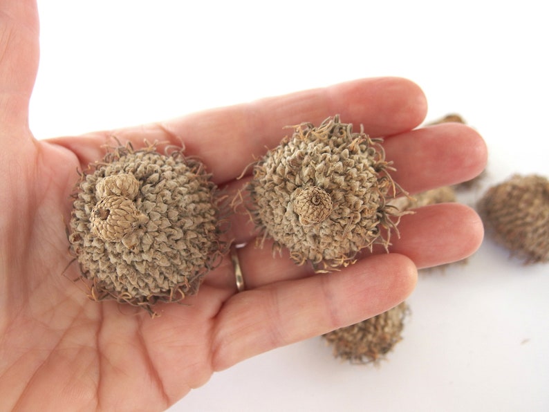 8 SMALL Unfinished Long Fringed FANCY Bur Oak Acorn Caps SBN 23A 8S XLgFr Bild 4