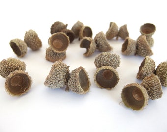 9 MEDIUM DOUBLE Bur Oak Acorn Caps, Mossy Cup, RW22 9M Dbl