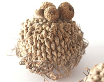 10 FANCY MEDIUM, Very Long Fringed Bur Oak Acorn Caps, Eyelash Fringe Mossy Cup, SBN 23A 10MFan LgFr