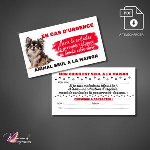 CHIWAWA resté seul à la maison, prévoyez la carte d'urgence à télécharger pour organiser sa prise en charge