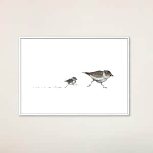 Piping Plover Art Print: Cape Cod Coastal Decor