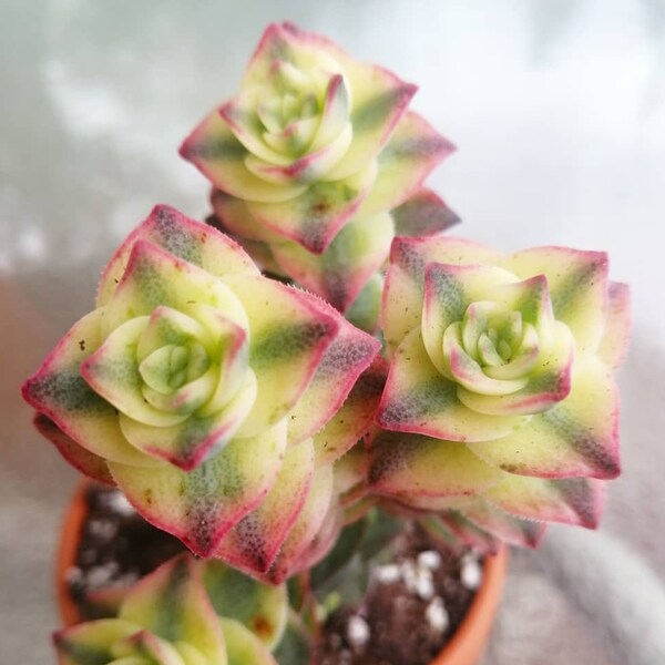Crassula Perforata Variegata, succulent plant, cuttings, propagation.