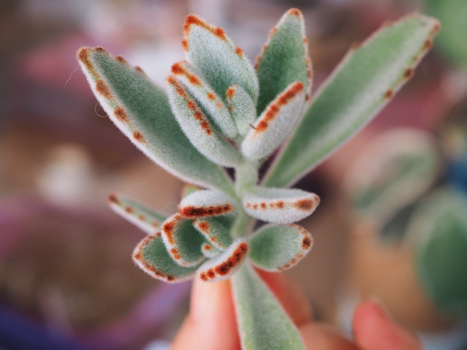 Kalanchoe Tomentosa Panda plant rare succulent propagation