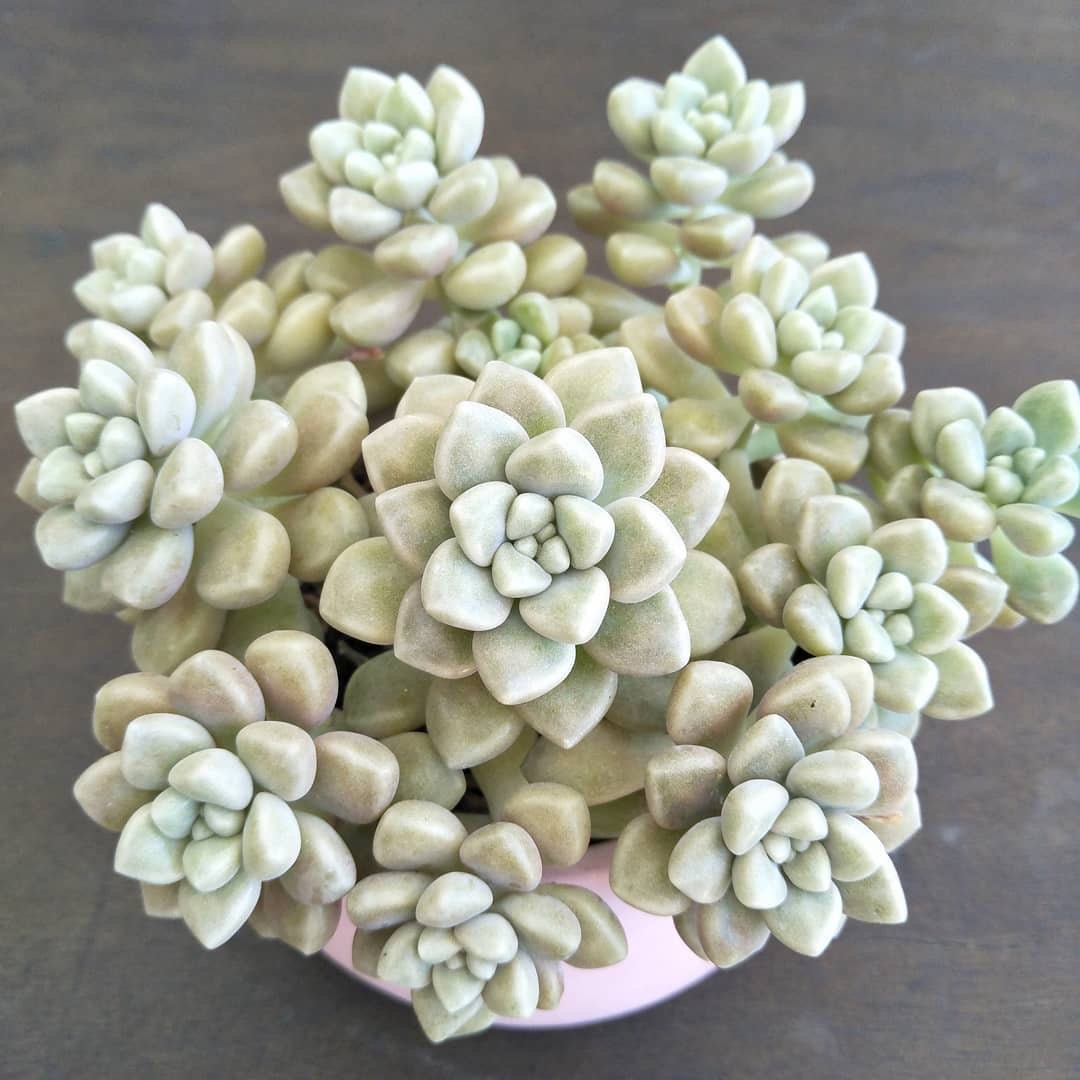 Graptopetalum Mendozae, Succulente, Plante Grasse, Bouture, Propagation.