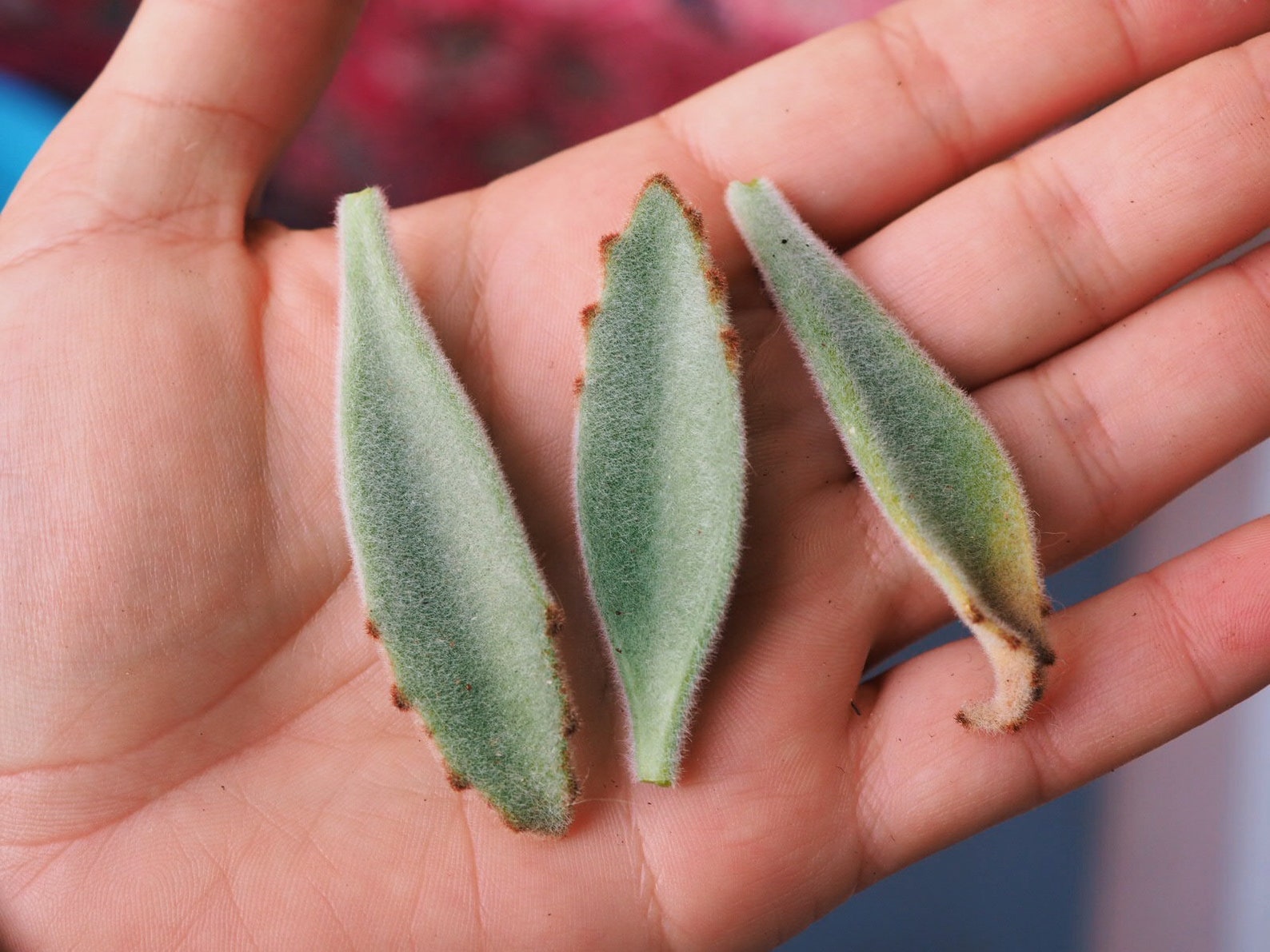 Kalanchoe Tomentosa Panda plant rare succulent propagation